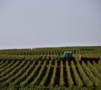 Traktor bland vinplantor.
