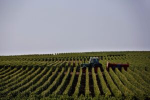 Traktor bland vinplantor.