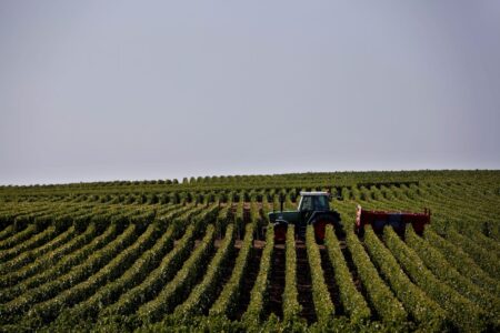 Traktor bland vinplantor.