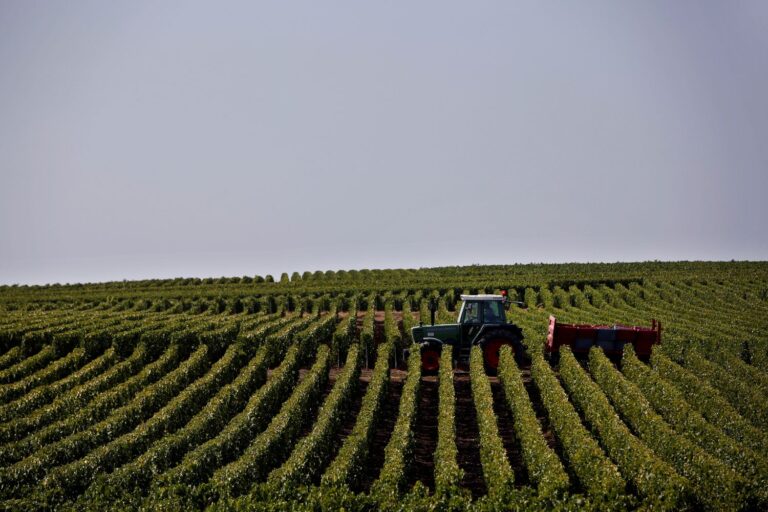 Traktor bland vinplantor.