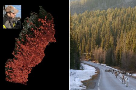 Collage. Karta som visar trycket på rennäringen och renar som strövar längs med en väg, samt en bild på Petter Schölander.