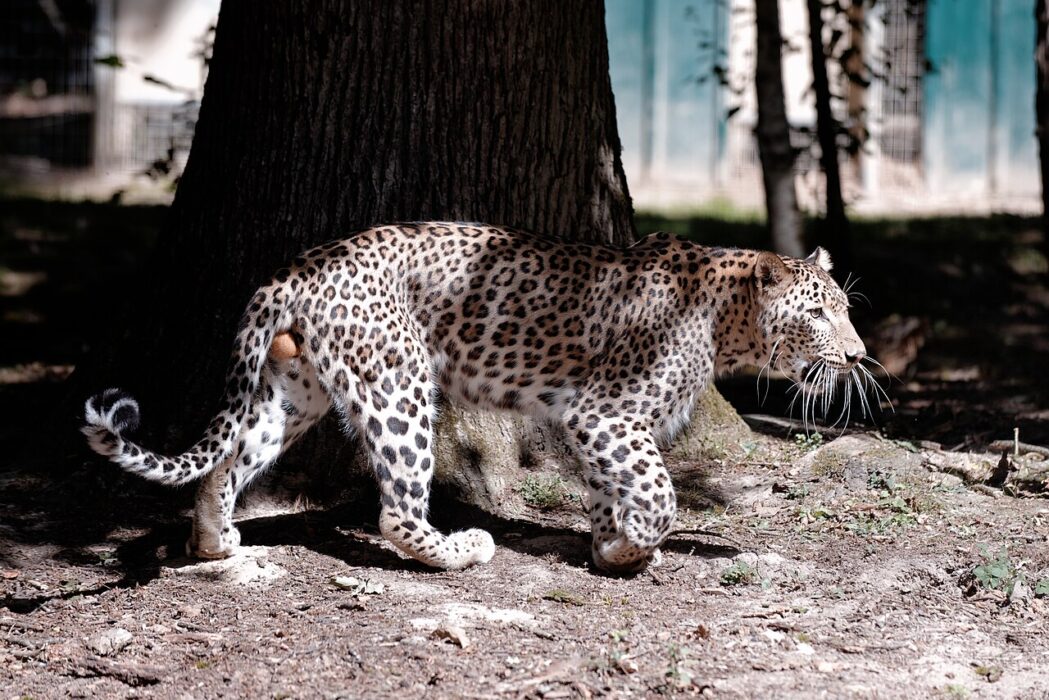 En leopard fick avlivas på Nordens ark efter en olycka i slutet av juli.