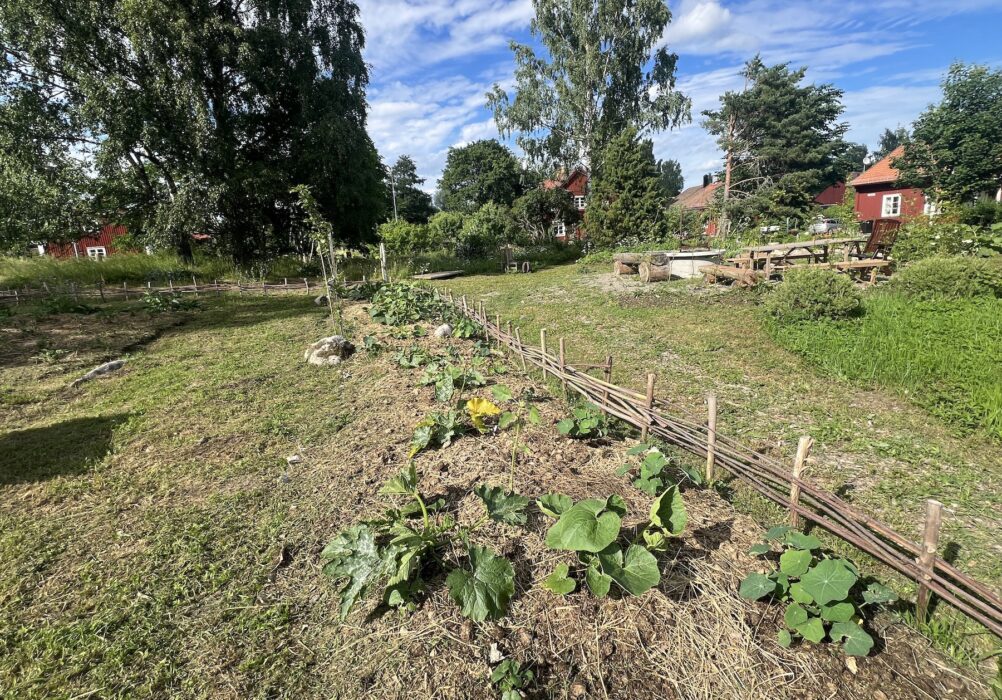 En av grönsaksodlingarna i Ödets trädågrd.