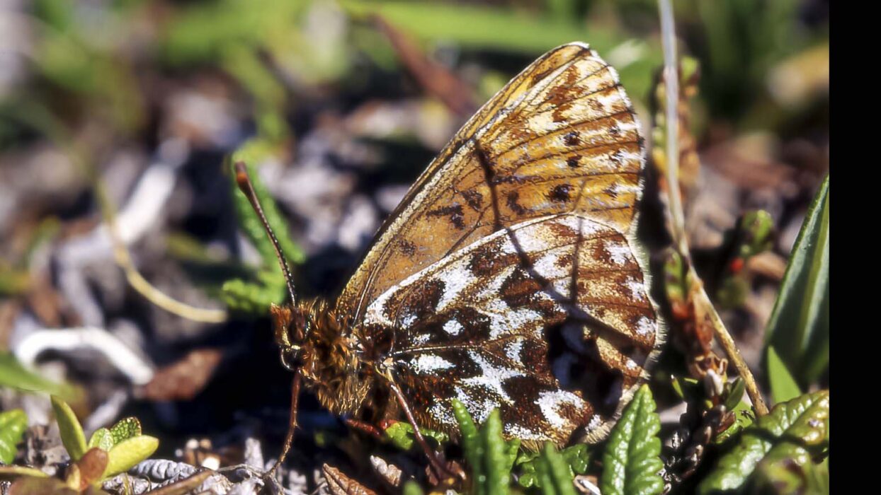 Den högnordiska pärlemorfjärilen (Boloria polaris) är sannolikt utdöd i Sverige på grund av det varmare klimatet.