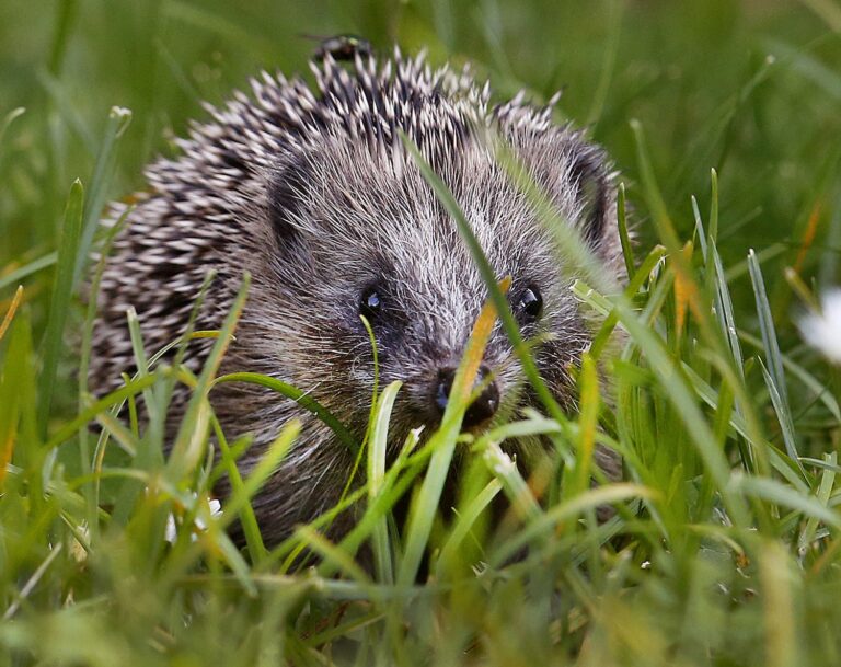 Igelkott.