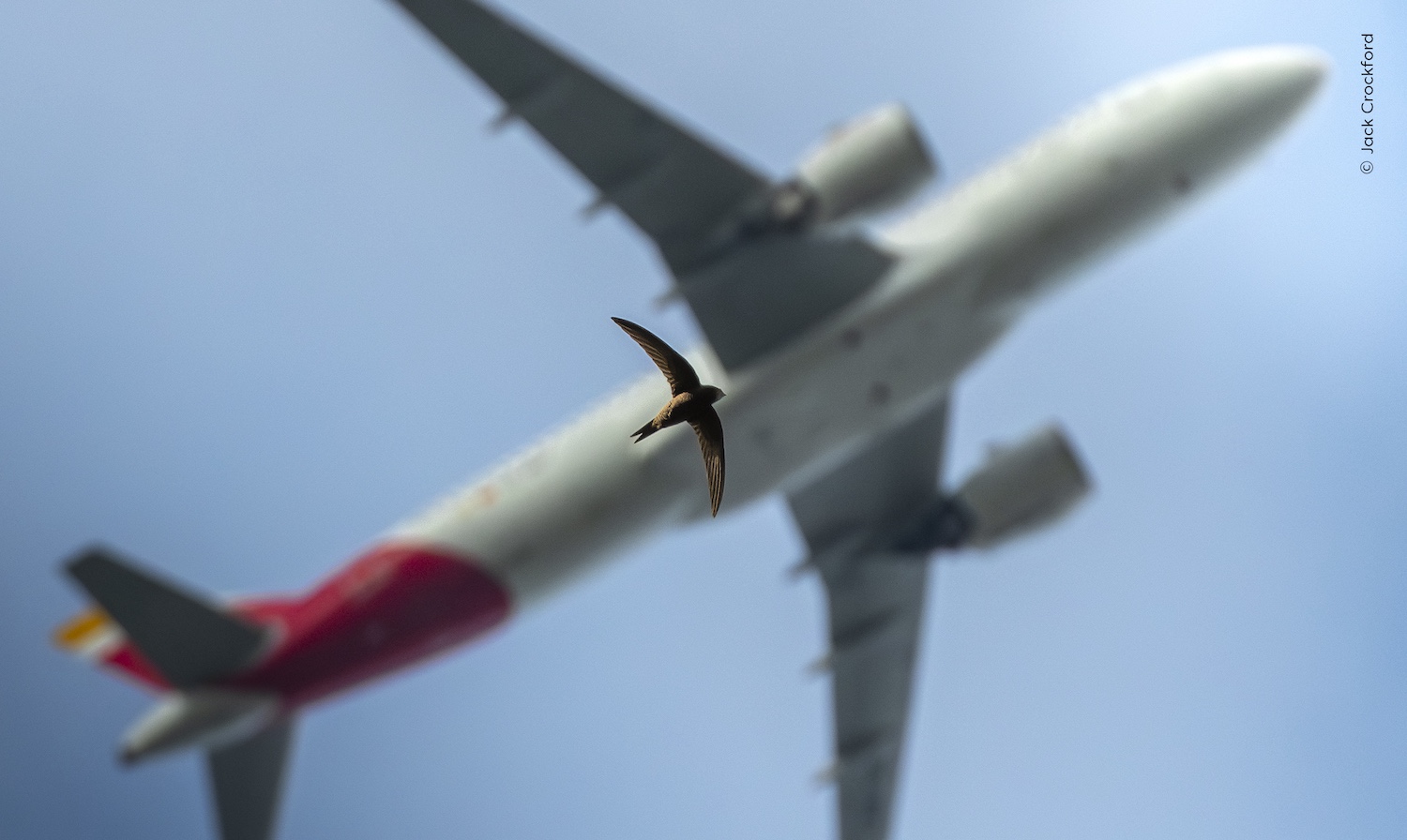 En tornseglare flyger med ett flygplan i bakgrunden.