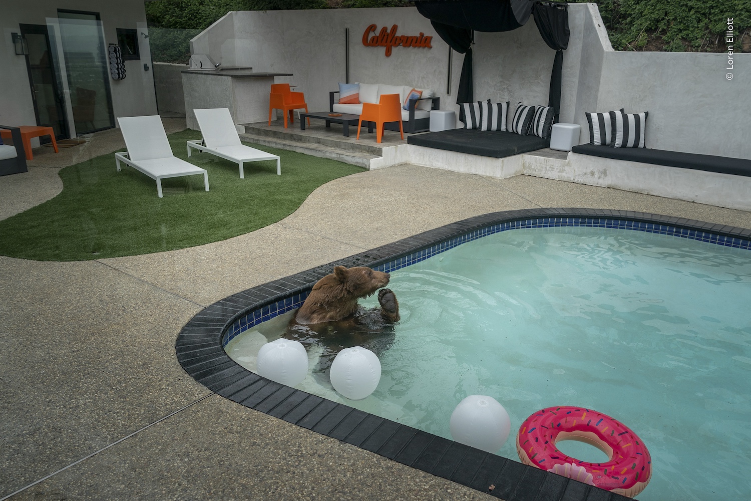 En svartbjörn tar ett uppfriskande dopp i en pool i Kalifornien.