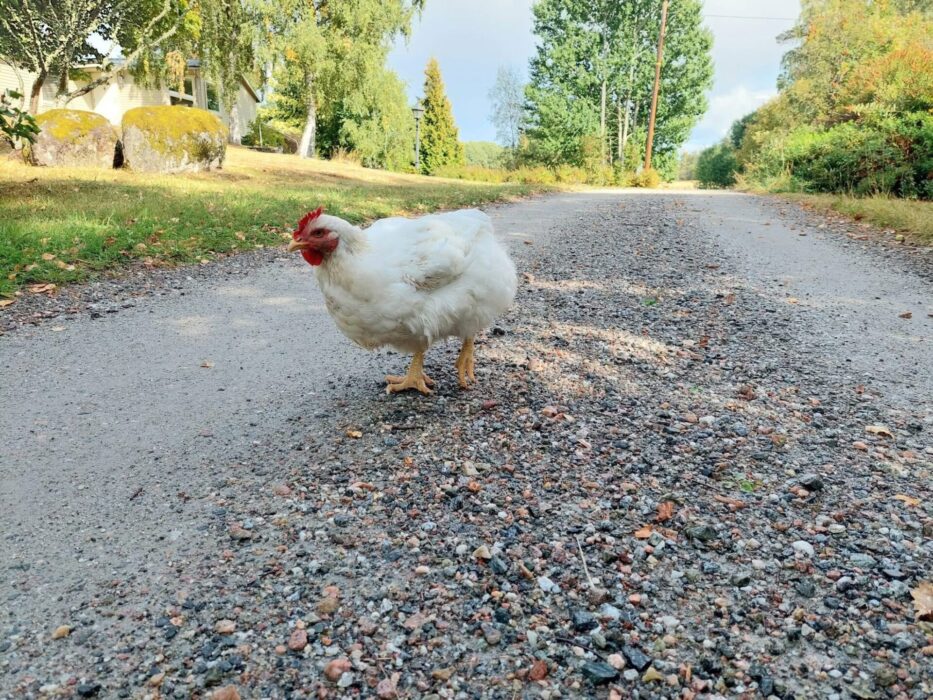 Höna på väg.