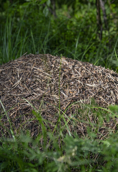 Myrstack