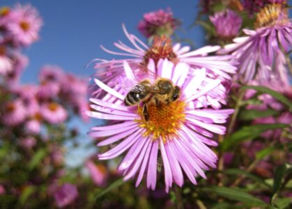 Honungsbi på blomma.