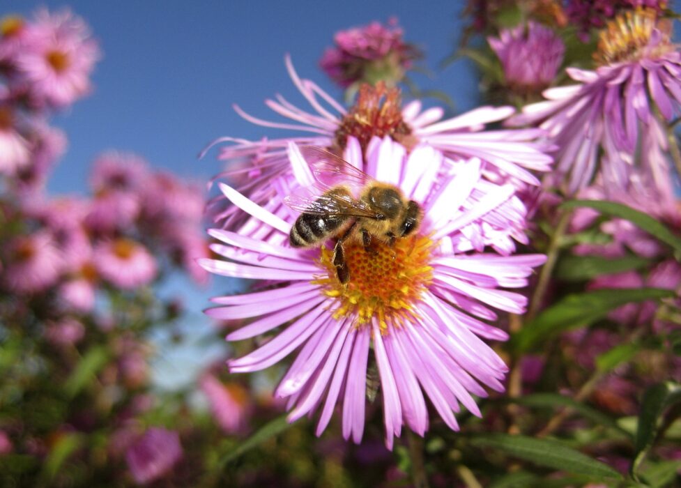 Honungsbi på blomma.