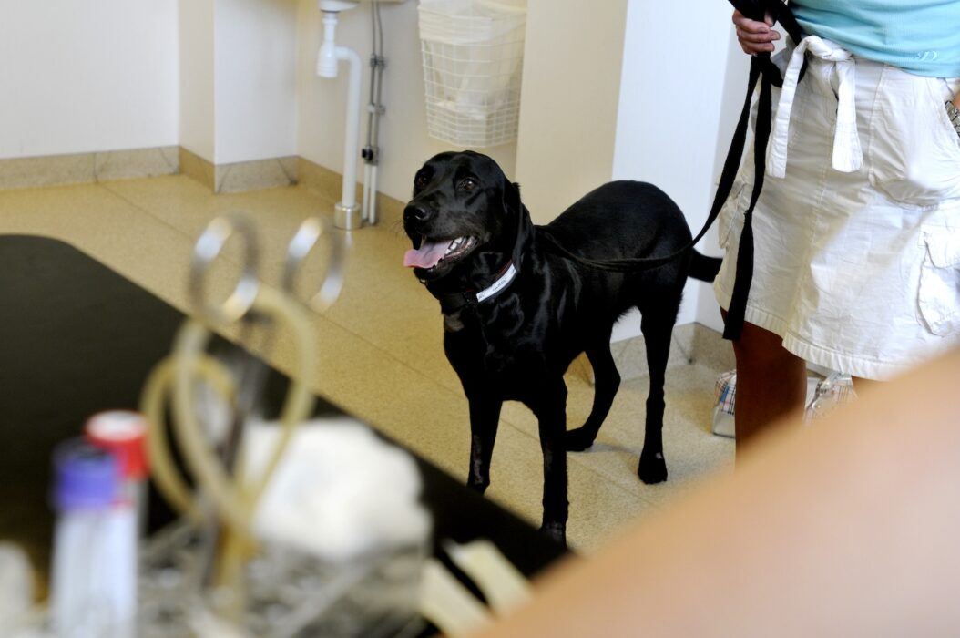 Hund hos veterinären.