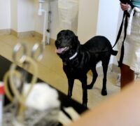 Hund hos veterinären.