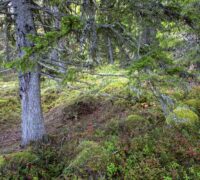 Naturskog.