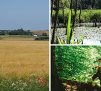 Collage av bilder. Tv åkrar, th återställd natur.