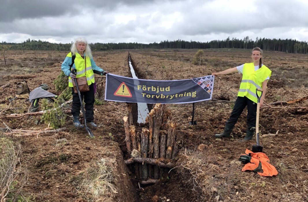 Aktivister från Återställ våtmarker pluggar igen diken i torvtäkten på Grimsås mosse i maj 2024.