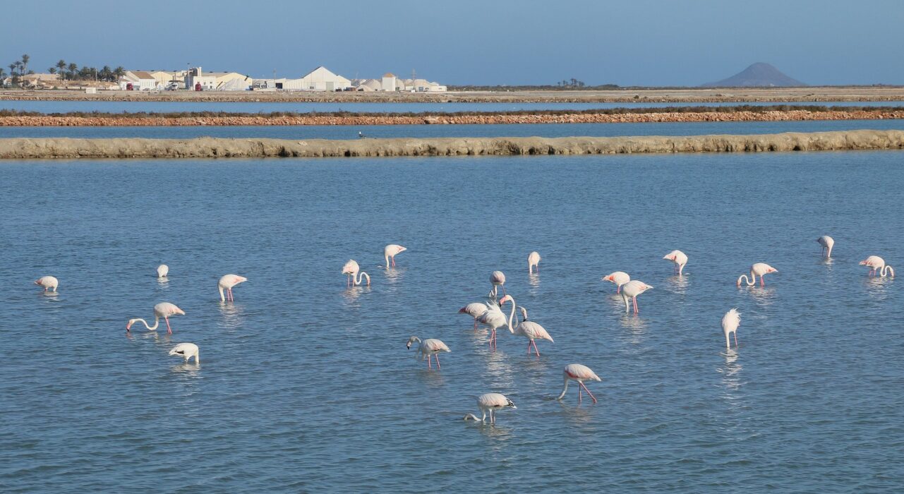 Flamingos i saltvattenlagunen Mar Menor i sydöstra Spanien, som 2022 blev det första ekosystemet i Europa att få juridiska rättigheter.