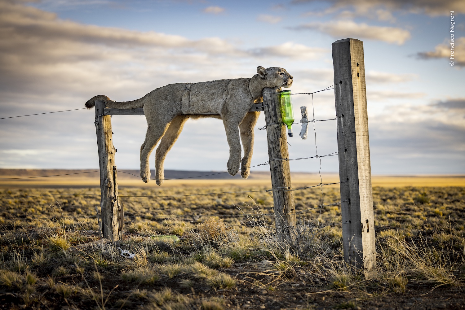 Vinnarbilden i kategorin fotojournalistik visar en skjuten puma, upphängd på ett staket, fotad i argentiska Patagonien.