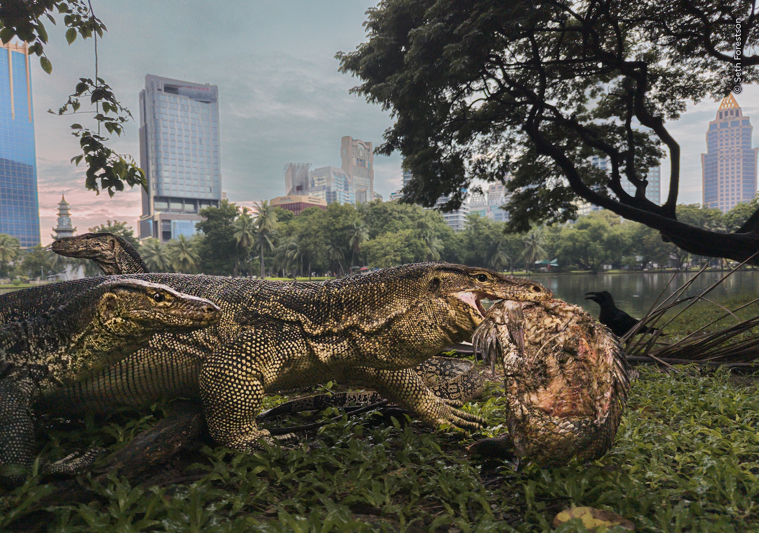 Vinnarbilden i kategorin Urban wildlife visar en bandvaran i Lumphini-parken i Bangkok som fångat en fisk från parkens sjö .